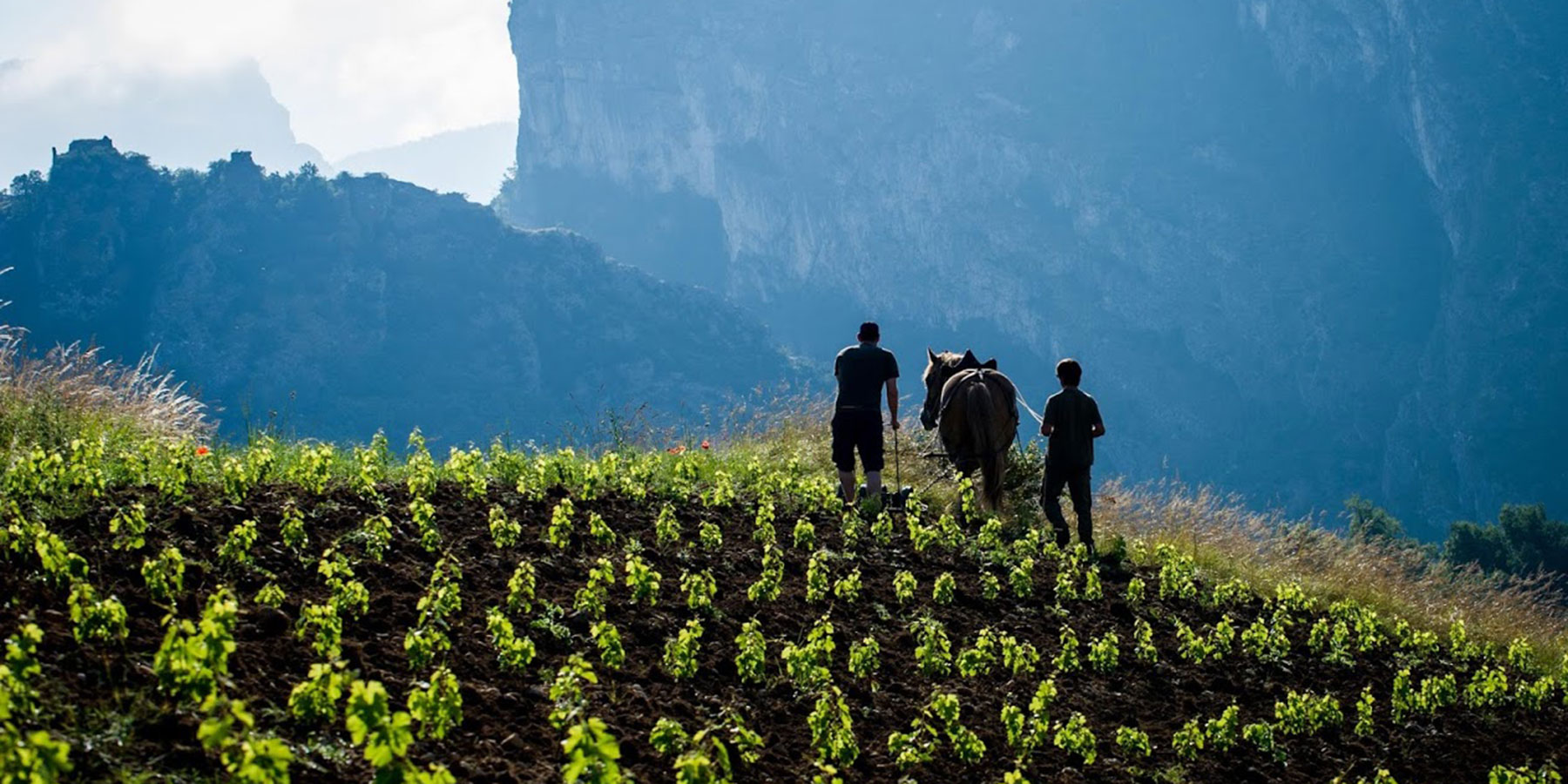 Travail de la vigne à cheval dans le Royans Isère