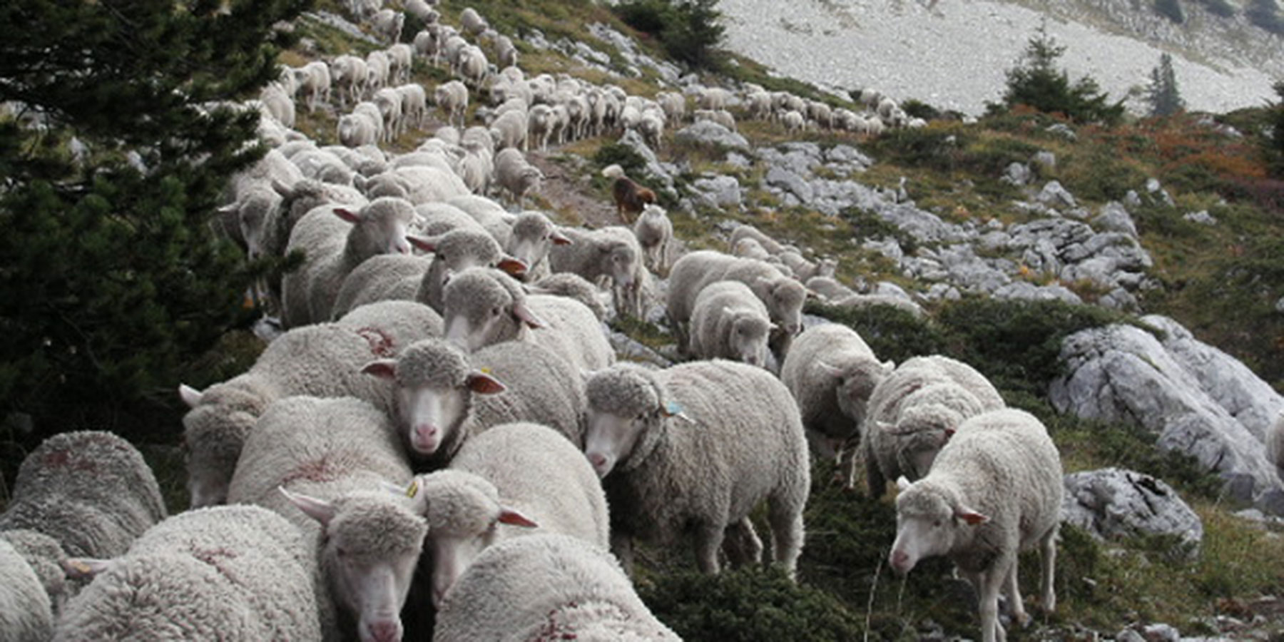 Moutons sur les pentes des 4 Montagnes