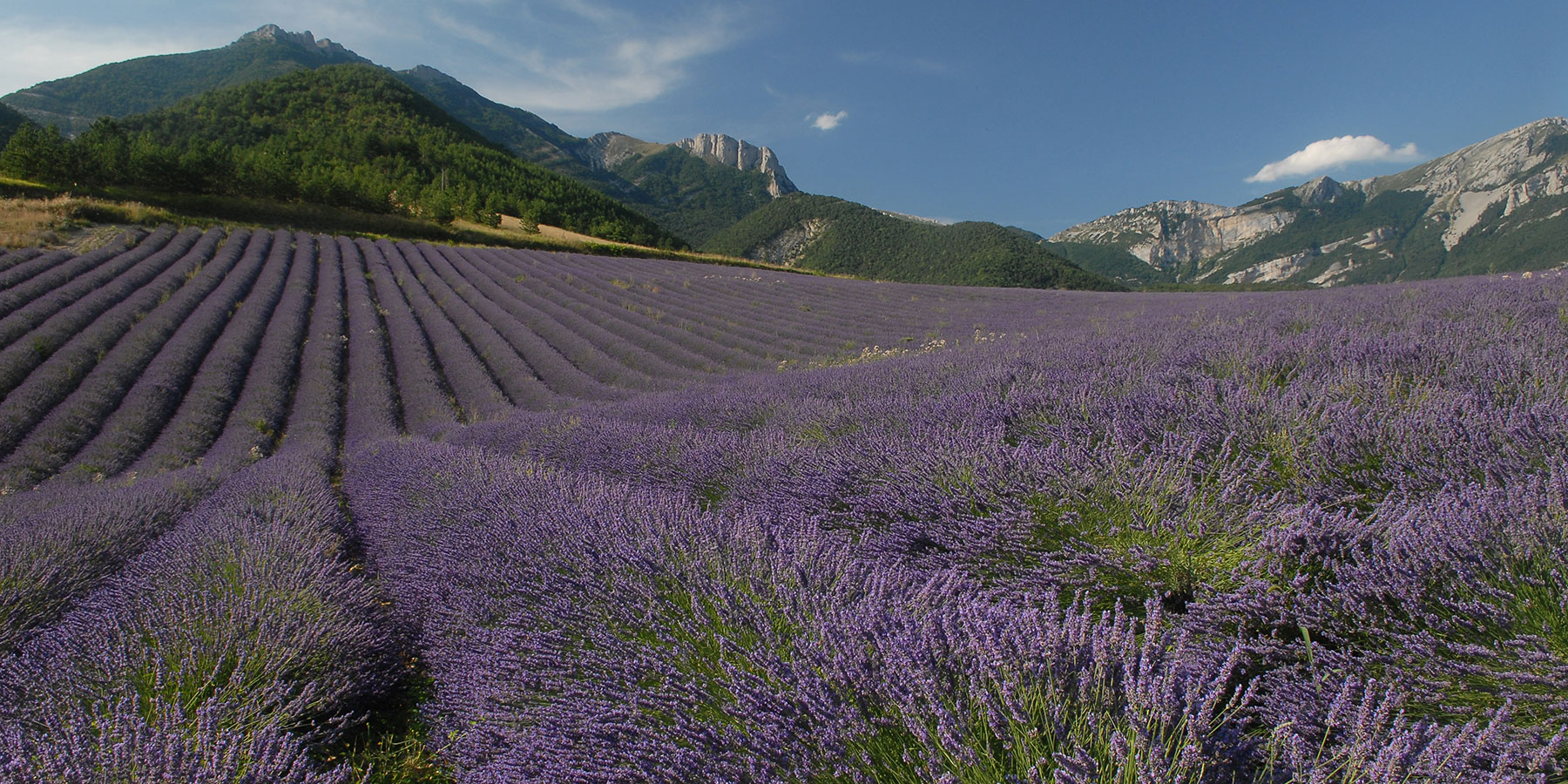 Champ de lavandes dans le Diois